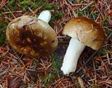 Russula brunneola image
