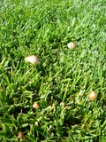Panaeolus cinctulus image