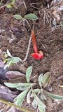 Hygrocybe glutinipes image