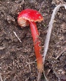 Hygrocybe glutinipes image