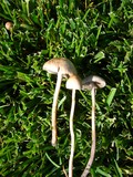 Panaeolus cinctulus image