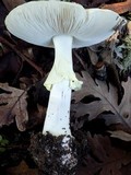 Amanita citrina var. citrina image