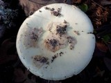 Amanita citrina var. citrina image