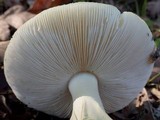 Amanita citrina var. citrina image