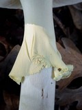 Amanita citrina var. citrina image