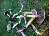 Agaricus californicus image