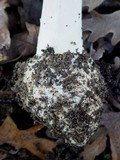 Amanita citrina var. citrina image