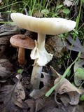 Amanita citrina var. citrina image