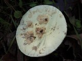 Amanita citrina var. citrina image