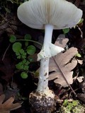 Amanita citrina var. citrina image