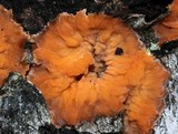 Phlebia radiata image