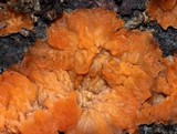 Phlebia radiata image