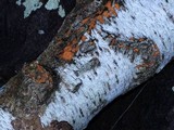 Phlebia radiata image