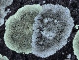 Dimelaena oreina image