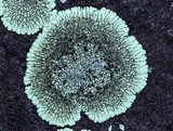 Dimelaena oreina image