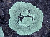 Dimelaena oreina image