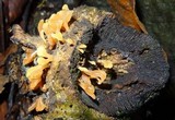 Dacryopinax spathularia image
