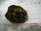 Rhizopogon brunneiniger image