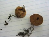 Rhizopogon roseolus image