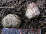 Rhizopogon salebrosus image