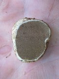 Rhizopogon salebrosus image