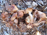 Gymnopus luxurians image