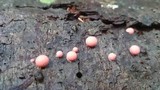Lycogala epidendrum image