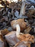 Gymnopus luxurians image