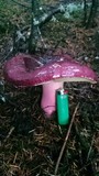 Russula sanguinaria image