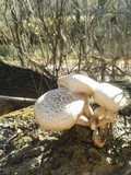 Neolentinus lepideus image