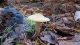 Cystoderma amianthinum image