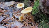 Cystoderma amianthinum image