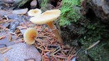Cystoderma amianthinum image