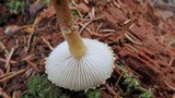 Cystoderma amianthinum image