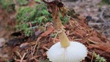 Cystoderma amianthinum image