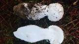 Amanita smithiana image
