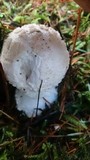 Amanita smithiana image