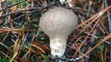 Lycoperdon umbrinum image