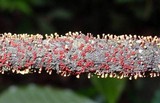 Tubercularia lateritia image