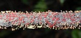 Tubercularia lateritia image