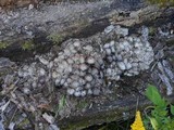 Coprinopsis romagnesiana image