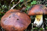 Suillus brevipes image