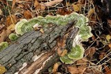 Cerrena unicolor image
