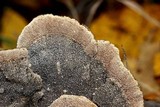 Cerrena unicolor image