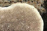 Cerrena unicolor image