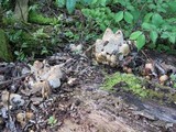 Coprinopsis variegata image