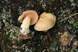 Suillus tomentosus image