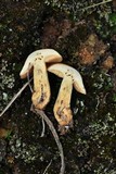Suillus tomentosus image