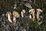 Suillus salmonicolor image