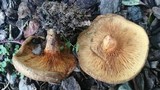 Paxillus cuprinus image